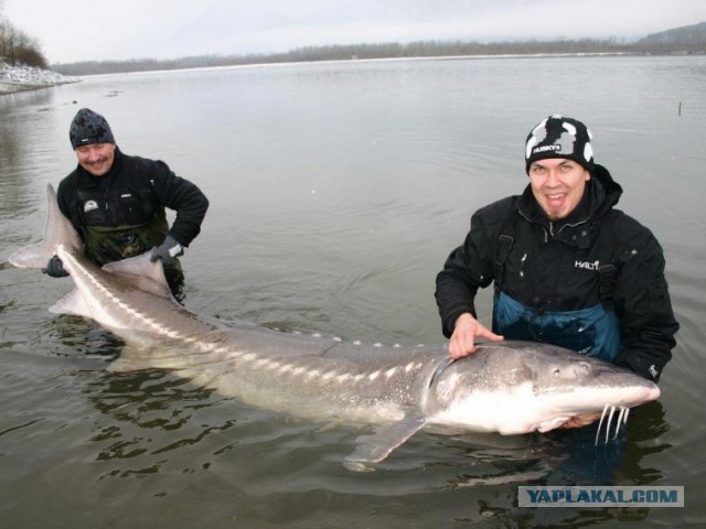 at No Trail but these guys are fishing in B.C. in Hanna, Alberta, Canada - photo