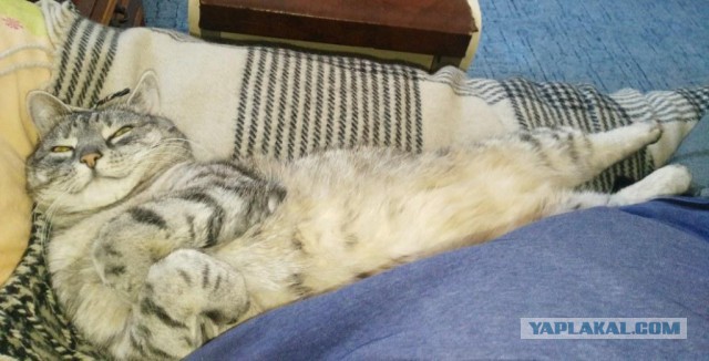 Котовторник 20.03.2018