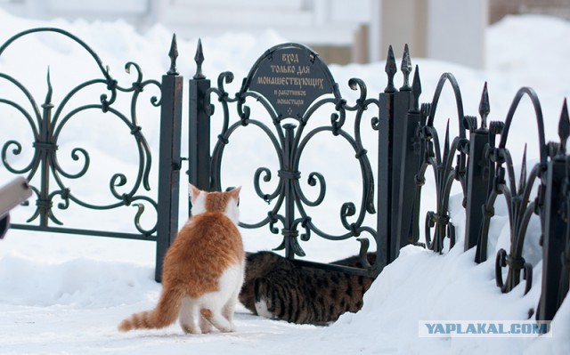Котовторник 27.03.2018