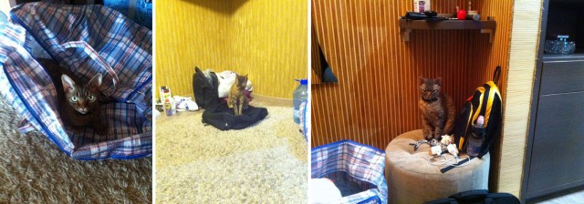 Как поймать кота