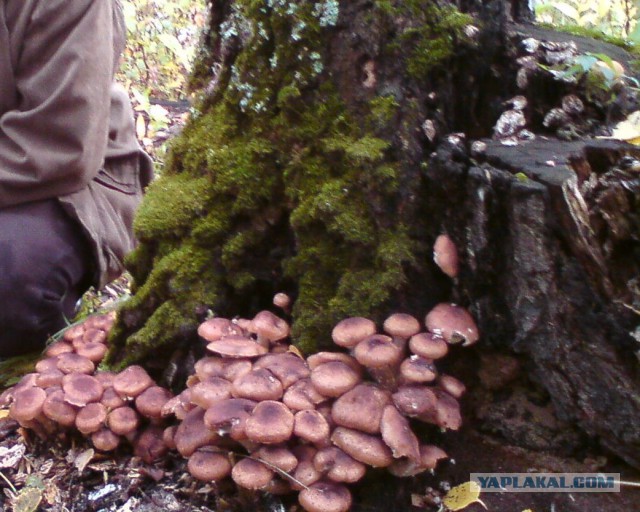 Братья и сестры