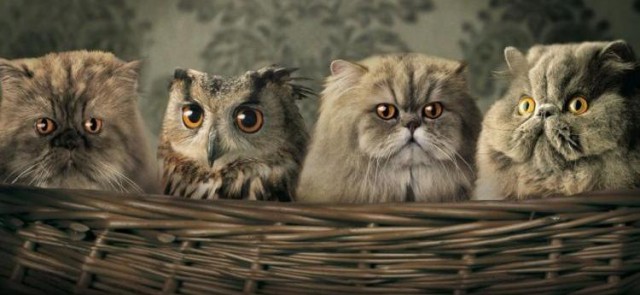 Живность из сети