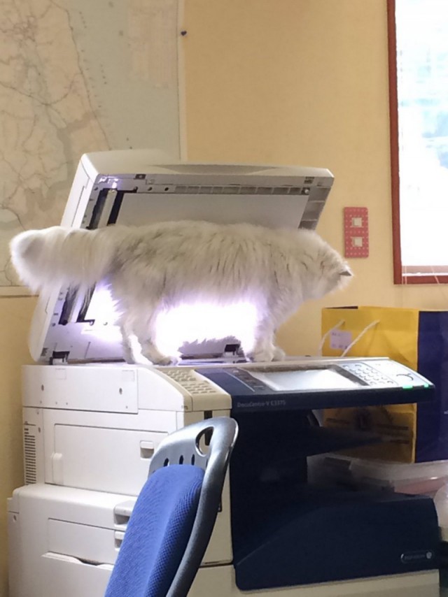 Прикольных котов пост