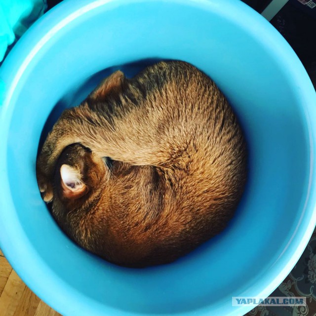Котовторник 05.06.2018