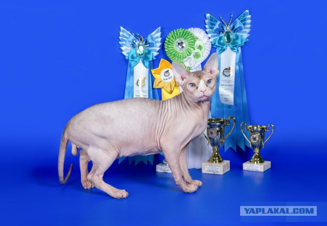 Про кота
