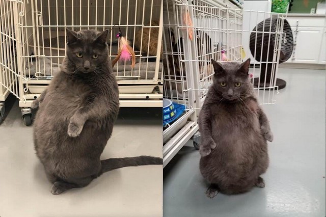 Прикольных котов пост