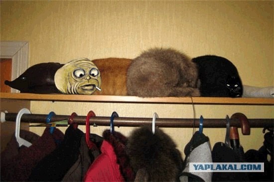 Спрятался.