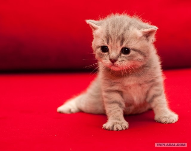Котовторник. А как же?!
