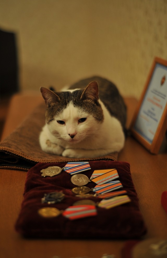 Котовторник!