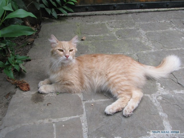 Котовторник 06.09.11