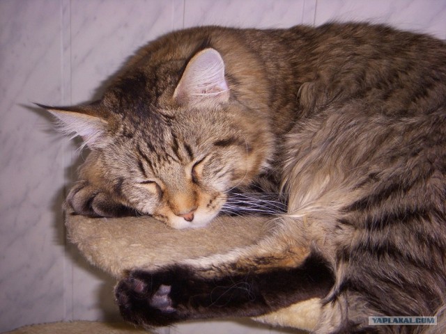 Профессиональный котовторник