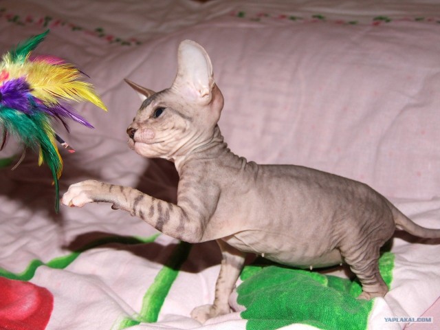 Котовторник (24. 01. 2012 )