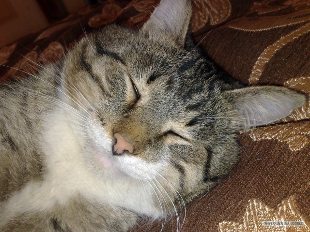 Котовторник (14.02.2012)