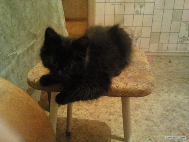 Котовторник 1 мая 2012