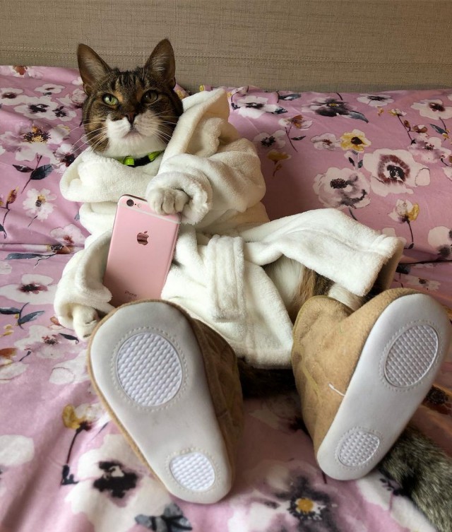 Прикольных котов пост