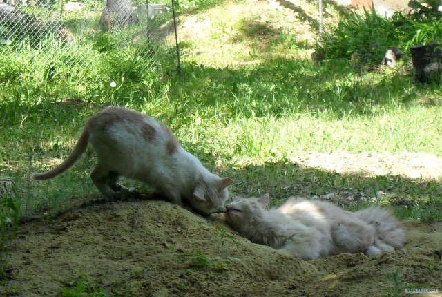 Котовторник 22.05.2012