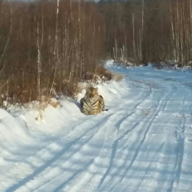 Живность из сети