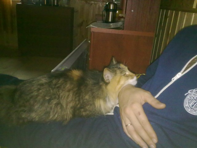 Котовторник на 26.06.12