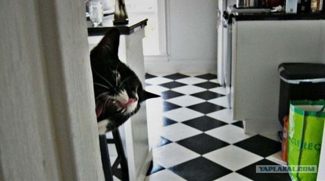 Котовторник 24.07.2012
