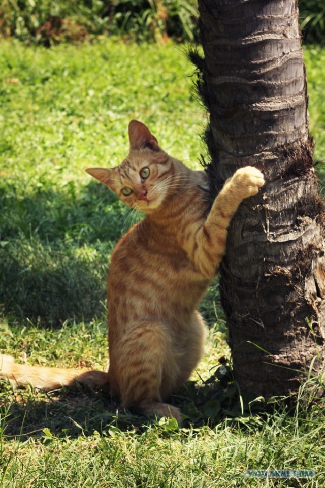 Котовторник 07.08.2012