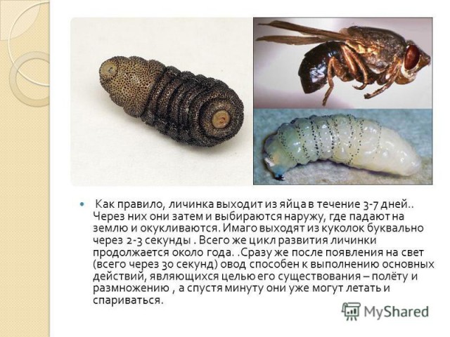 Кошачий паразит