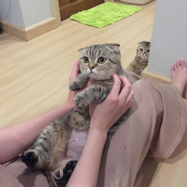 Прикольных котов пост