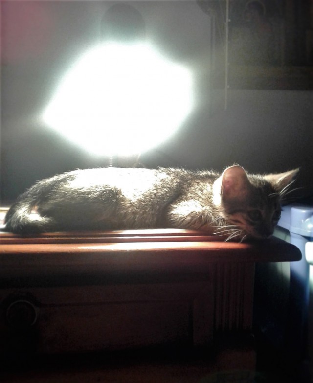 Котовторник однако