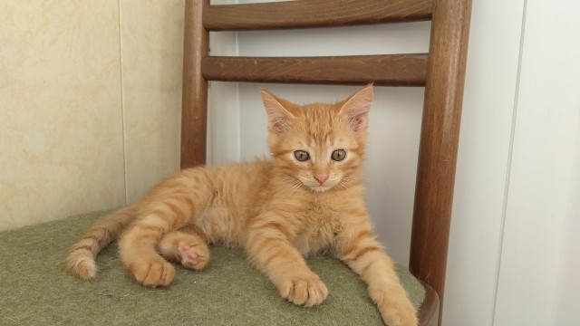Забавные фото котеек