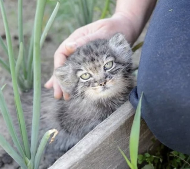 Дикий котовторник 20.08.19