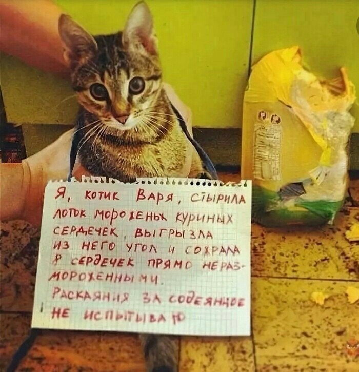 Нифинасебе! И другие выражения лиц