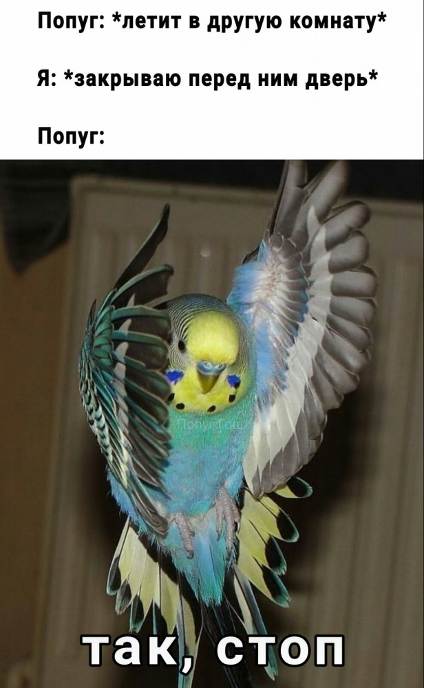 Зверушки