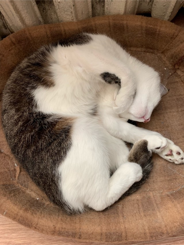 Котовторник 17.11.20