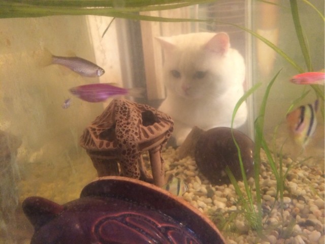 Моя красотка