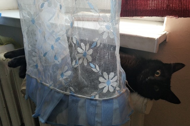 Солнце котовторника уже встало, Господа!