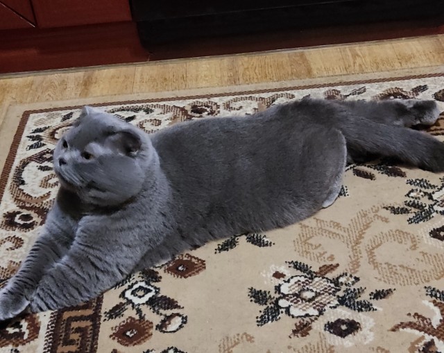 Первый котовторник 2022