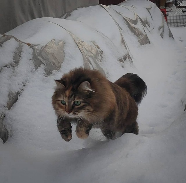 Что-то котовторник никто не начинает...