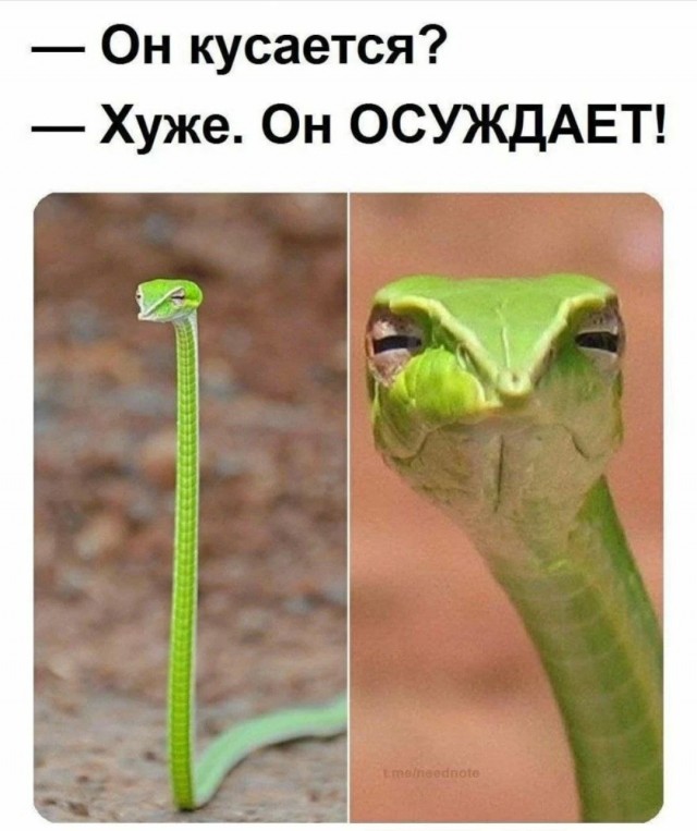 Картинки и мемы для настроения  -  9