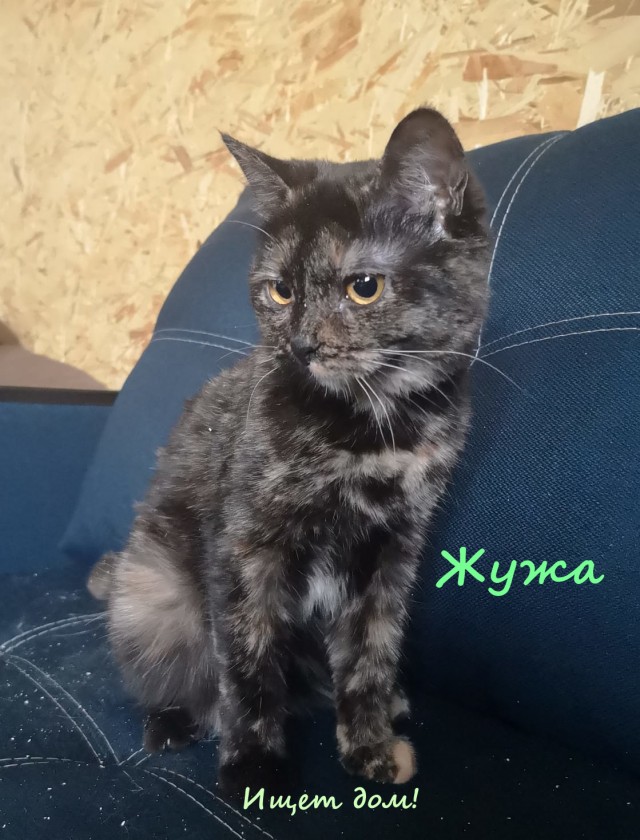 Жизнь домашнего приюта "Котоленд" 323