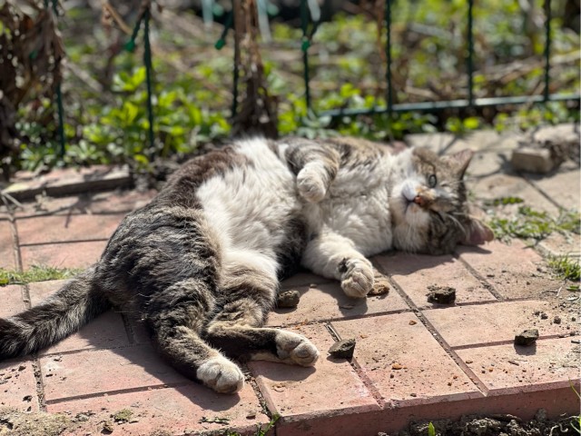 А вот и котовторник 24.05.2022