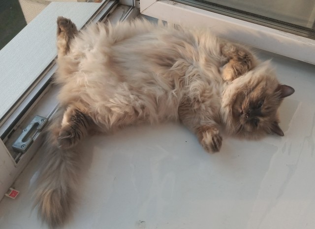 Котовторник 19.07.22