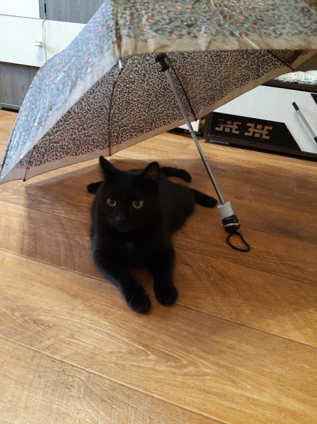 Котовторник 19.07.22