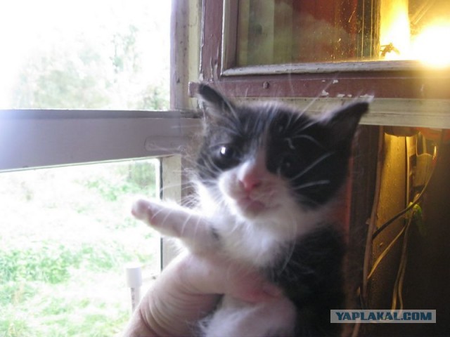 Жизнь домашнего приюта для котеек 413
