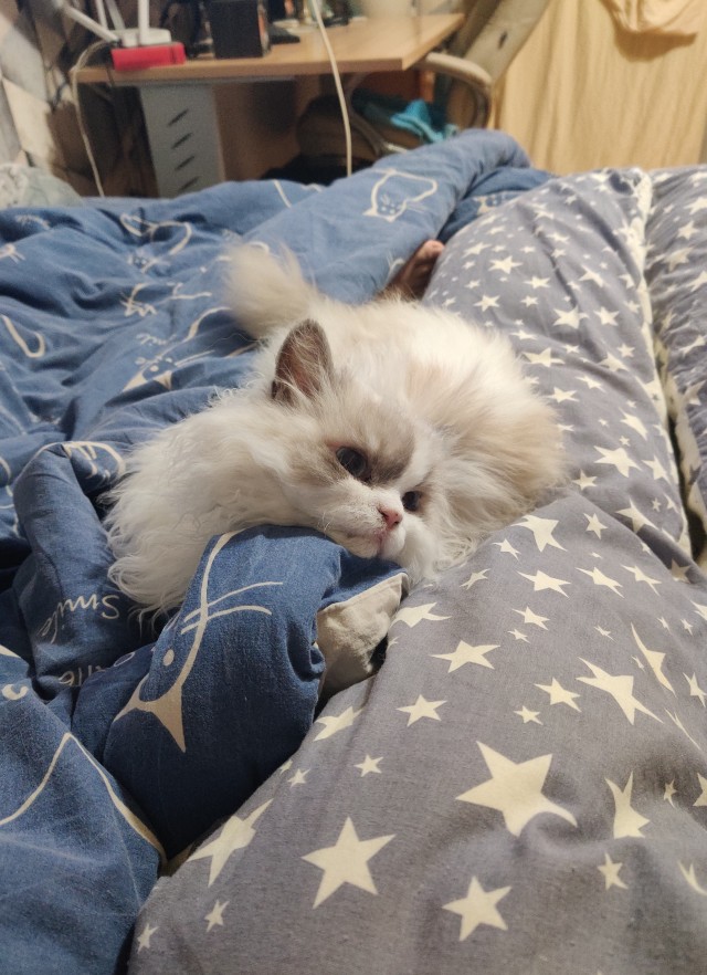 С Котовторником вас! Зовут Чеса!
