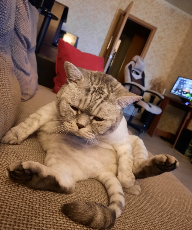 Шерстяной котовторник. Октябрь 2022