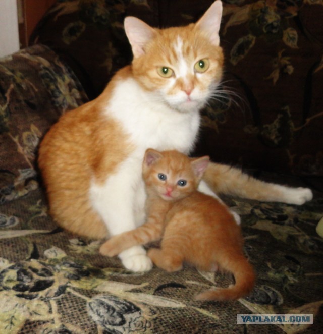 Котовторник  19.03.2013