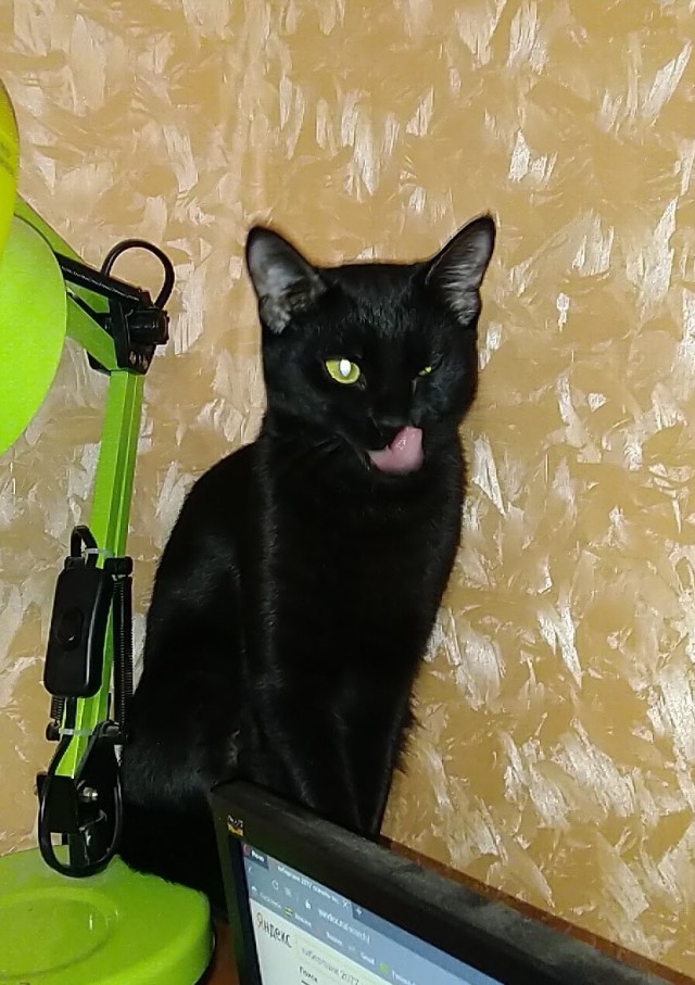 Котодракула