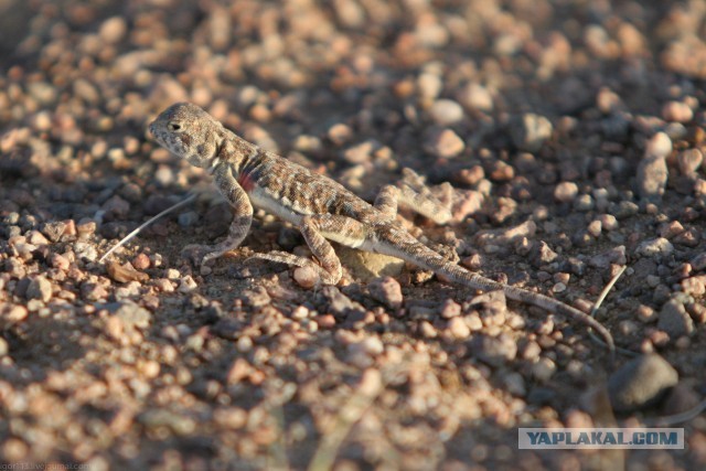 В Монголию на мотоциклах 2006