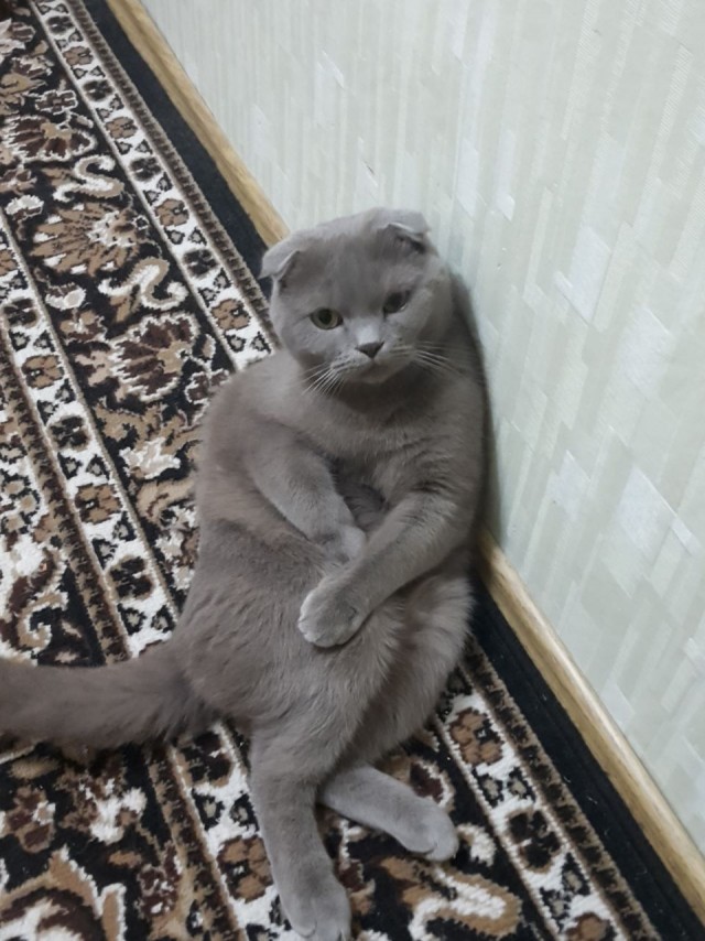 Пройдемся по котикам?!