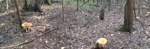 Демократия в опасности!