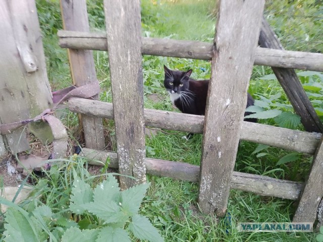 Жизнь домашнего приюта для котеек 458